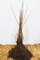 Sneeuwbal - thumbnail