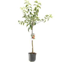 Appelboom Malus domestica Jonagold - Rode handappel - thumbnail