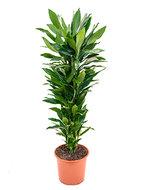 Dracaena janet lind XXL kamerplant - thumbnail