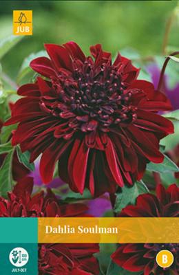 Dahlia Soulman Bloembol JUB 1 bol - Jub