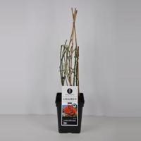 Klimroos (rosa "Amadeus"®) - thumbnail