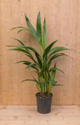 Kentiapalm Howea Forsteriana kamerplant potmaat 12 cm H40-60 cm Warentuin Natuurlijk - Warentuin natuurlijk Kentiapalm Howea Forsteriana kamerplant potmaat 12 cm H40-60 cm Warentuin Natuurlijk - Warentuin natuurlijk