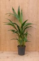 Kentiapalm Howea Forsteriana kamerplant potmaat 12 cm H40-60 cm Warentuin Natuurlijk - Warentuin natuurlijk - thumbnail