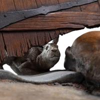 The Lord of the Rings Statue 1/6 Radagast in Rhosgobel Limited Edition 43 cm - thumbnail