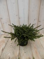 2 stuks! Winterheide roze Erica GROOT Warentuin Natuurlijk - Warentuin natuurlijk - thumbnail