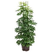 Schefflera arboricola 6pp hydrocultuur plant - thumbnail
