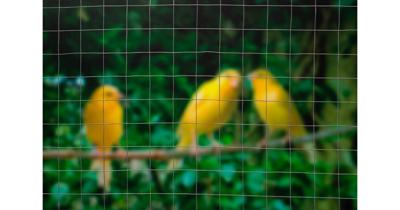 Nature gaas vierkant 0,5x5 m 13 mm gegalvaniseerd staal