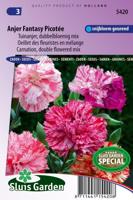 Dianthus Caryophyllus zaden Picotee Fantasy Anjer - thumbnail