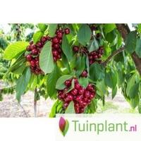 Leikersenboom 'Kordia' - thumbnail