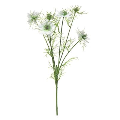 Nigella damascena creme 66cm Nigella damascena creme 66cm