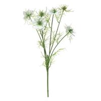 Nigella damascena creme 66cm - thumbnail