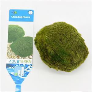 Chladophlora (mosbal) - 3 stuks - aquarium plant