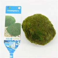 Chladophlora (mosbal) - 3 stuks - aquarium plant - thumbnail