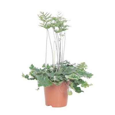 Antennevaren (Doryopteris Cordata) P 12 cm