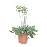 Antennevaren (Doryopteris Cordata) P 12 cm - thumbnail