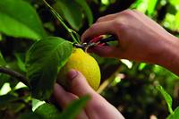 Ernte- u.Leseschere Gesamt-L.154mm FELCO - thumbnail