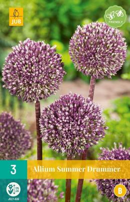Allium summer drummer 3 bollen