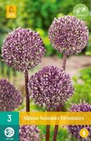 Allium summer drummer 3 bollen - thumbnail