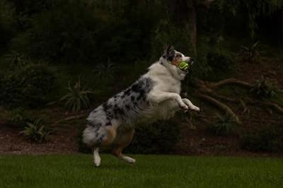 CHUCKIT MAX GLOW ULTRA SQUEEKERBAL GROEN 6 CM