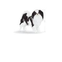 Royal Canin X-Small Sterilised hondenvoer 2 x 1,5 kg - thumbnail