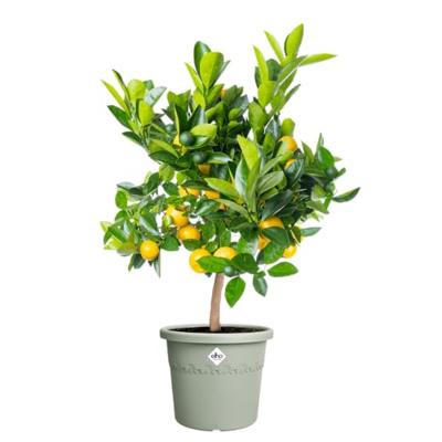 Elho algarve cilindro 30 thyme green - thumbnail
