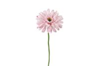 Decostar zijdebloem gerbera leanne 60 cm roze - thumbnail