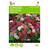 Dianthus, Duizendschoon dubbelbloemig gemengd - thumbnail