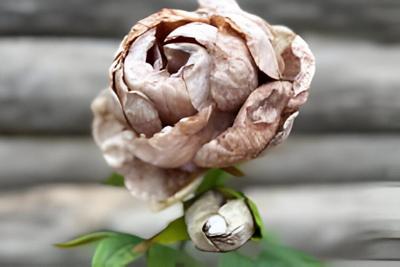 Enkele bruine pioenroos Buitengewoon de Boet - Buitengewoon de boet Enkele bruine pioenroos Buitengewoon de Boet - Buitengewoon de boet