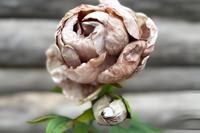 Enkele bruine pioenroos Buitengewoon de Boet - Buitengewoon de boet - thumbnail