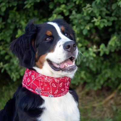 Koelhalsband Red Western