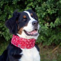 Koelhalsband Red Western - thumbnail