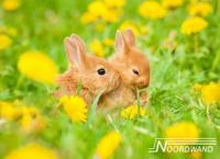 Noordwand Farmlife Fotobehang konijntjes in het gras - 3750017 - thumbnail