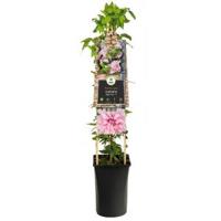 Klimplant Clematis Multi Pink - Roze Bosrank - thumbnail