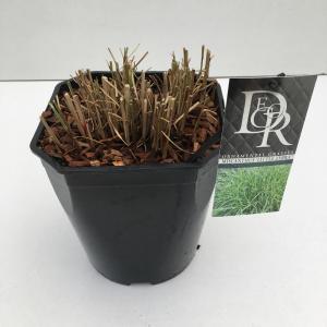 Prachtriet (Miscanthus sinensis "Little Zebra") siergras - In 5 liter pot - 1 stuks