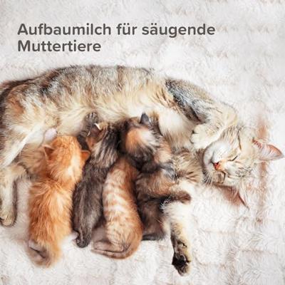 BEAPHAR KITTY MILK LACTOL 500 GR - thumbnail