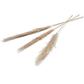 Pampas Kunstbloem 150 Cm Set Van 3 Naturel
