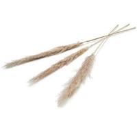 Pampas Kunstbloem 150 Cm Set Van 3 Naturel - thumbnail