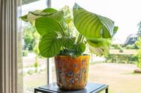 TS Collection bloempot dreamy hummingbird kunststof, metaal 23x20cm dreamy hummingbird - thumbnail