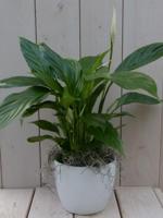 Lepelplant Spathiphyllum witte pot 40 cm Warentuin Natuurlijk - Warentuin natuurlijk - thumbnail