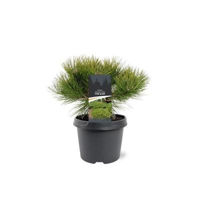 Pinus densiflora Low Glow 25-30 cm Conifeer Japanse rode den Warentuin Natuurlijk - Warentuin natuurlijk Pinus densiflora Low Glow 25-30 cm Conifeer Japanse rode den Warentuin Natuurlijk - Warentuin natuurlijk