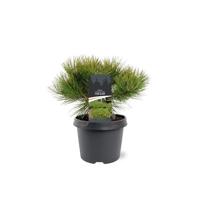 Pinus densiflora Low Glow 25-30 cm Conifeer Japanse rode den Warentuin Natuurlijk - Warentuin natuurlijk - thumbnail