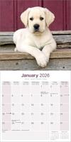 Labrador Retriever Blond Puppies Kalender 2026 - thumbnail