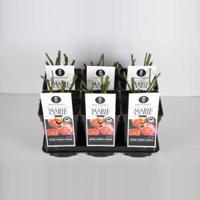 Trosroos (rosa "Marie Curie"®) - C3 - 1 stuks - thumbnail