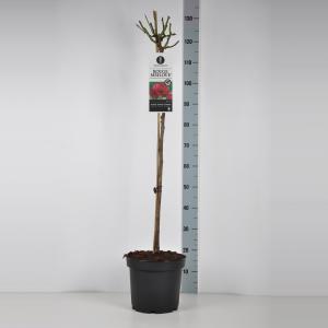 Trosroos op stam (rosa "Red Meilove"®) - Op stam 70 cm - 1 stuks