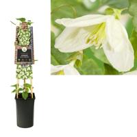 Klimplant Clematis Cirrhosa Jingle Bells - Witte Bosrank - thumbnail