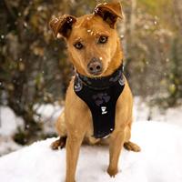 Gewatteerd Hondenharnas Weekend Warrior Zwart Maat 3 80-100 Cm - thumbnail