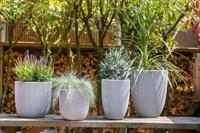 Capi nature groove nl elegant laag bloempot 34x46 cm zwart, goud - thumbnail