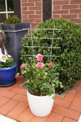 Connex Plantensteun 77X34Mm Metaal - FLOR78311