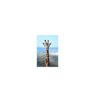 Animal Essences Giraffe (giraf) 30 Milliliter
