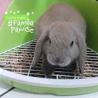 Pawise Litter Pan L (41,5x29x20cm) - thumbnail